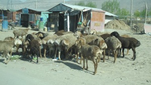 IMG_0593 resized goats in Kabul